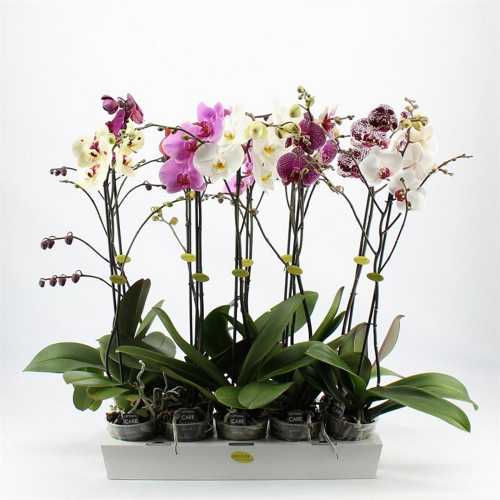 Фаленопсис Орхидея