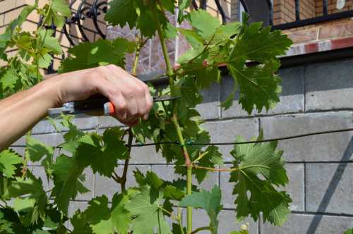 Как  размножать виноград, преимущества