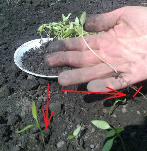 Ёмкость с растением переверните, слегка надавите на дно и достаньте росток вместе с землёй