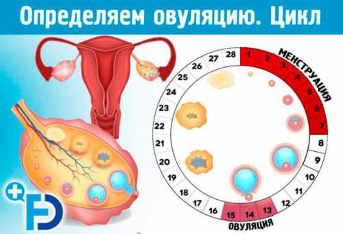 Беременность и овуляция — основные понятия