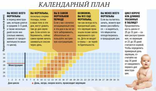 Овуляция после месячных