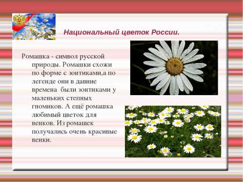 Очаровательную лилию боготворят в