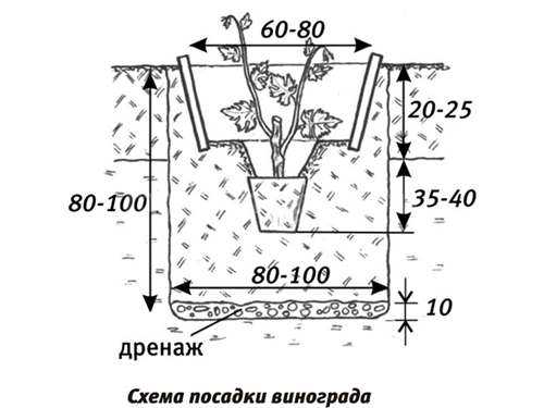 Посадка винограда весной саженцами