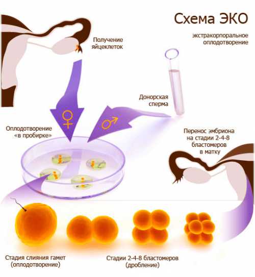 Оценка качества эмбрионов и правильный выбор эмбриона эмбриолог