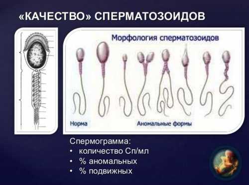 Размеры головки слишком большие по сравнению с нормой и значительно уменьшенные также считаются признаками непригодности и несоответствия