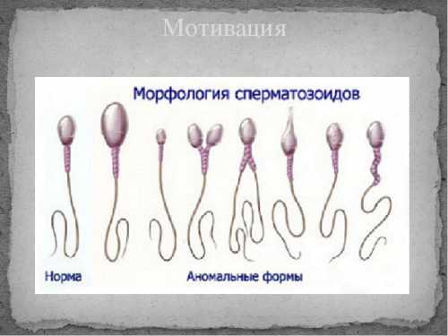 Форма головки строго овальная