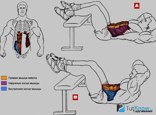 Как накачать пресс в домашних условиях: эффективные упражнения